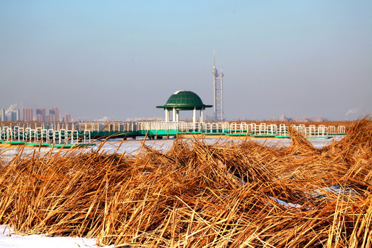 濕地 冬天 白雪