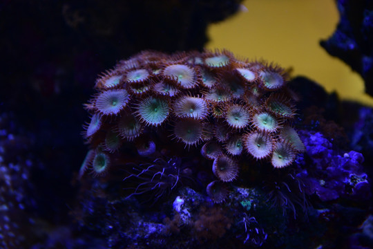 水族馆珊瑚