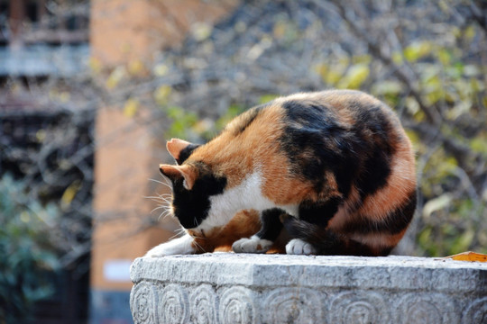 花猫梳理皮毛