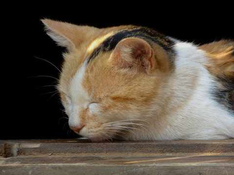 正在睡觉的猫咪