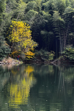 石塘竹海