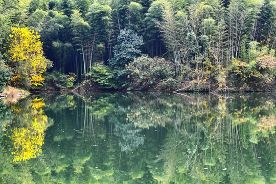 石塘竹海