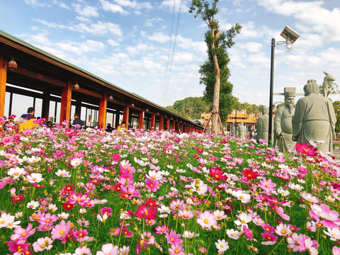 仙岳山格桑花