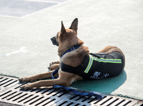 警犬