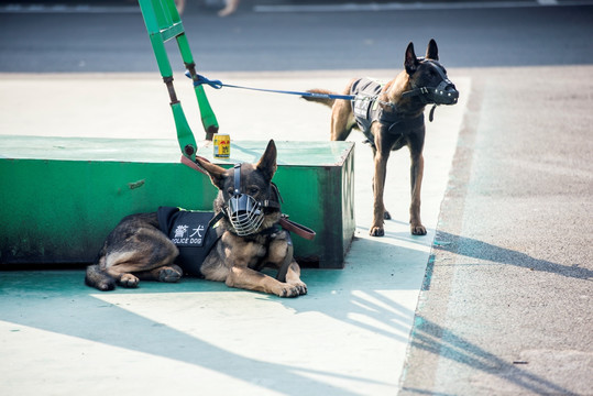 警犬