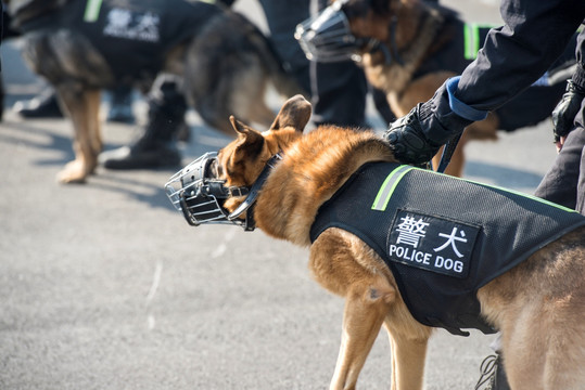 警犬