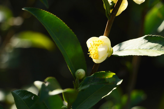 茶树开花