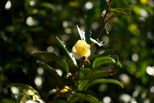 茶树开花