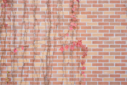 4000万像素 植物砖墙