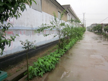 乡村街道