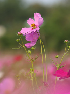 格桑花