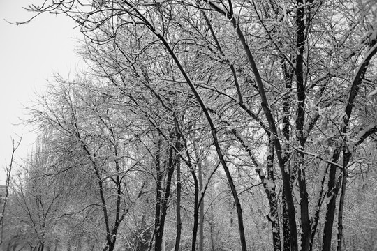 雪景