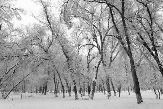 雪景