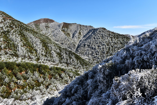 雪山 杉树林