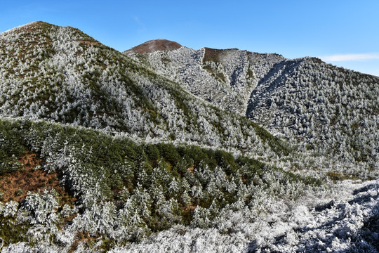 雪山 杉树 山水风光