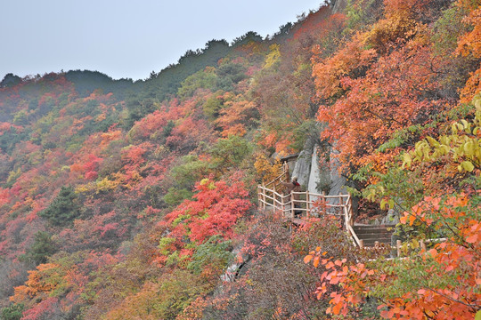 大山红叶