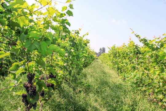 葡萄园  葡萄种植