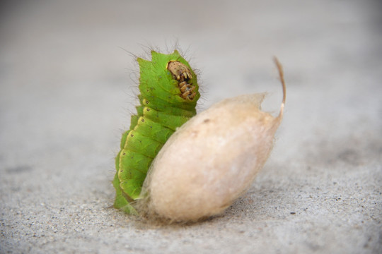 柞蚕大茧