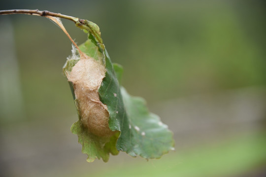 柞蚕大茧