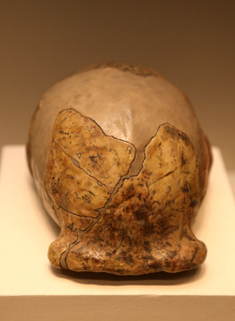 旧石器时代北京人头盖骨