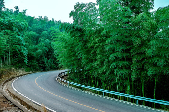 公路竹海景观