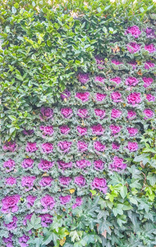 高清花卉背景墙