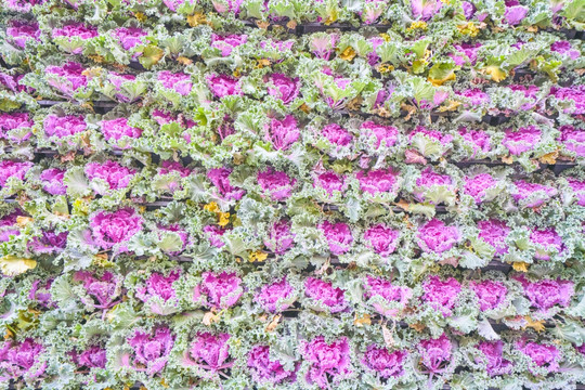 高清花卉背景墙