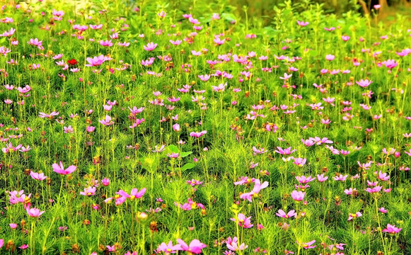 格桑花