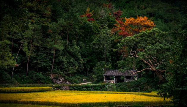 森林麦田小屋 国清寺