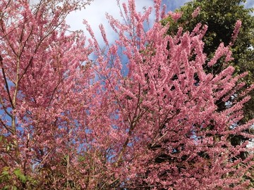 野樱花