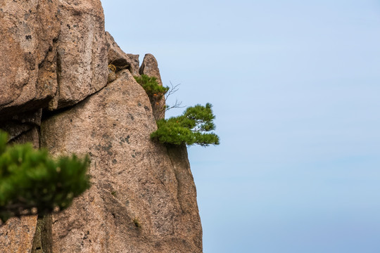 黄山奇松