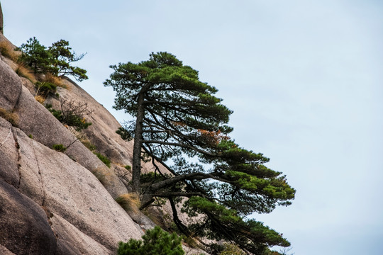 黄山奇松