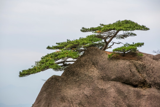 黄山松石图