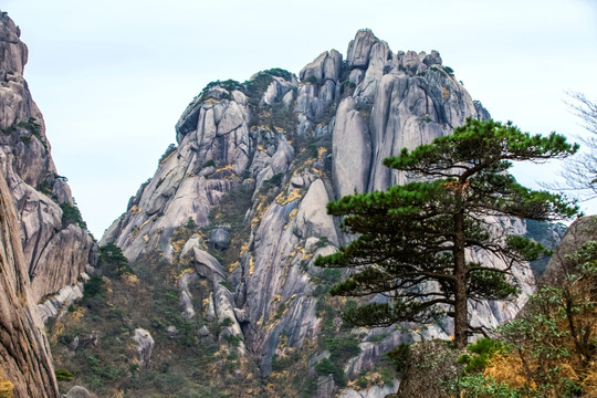 黄山松石图