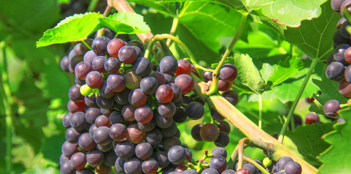 葡萄成熟 葡萄采摘