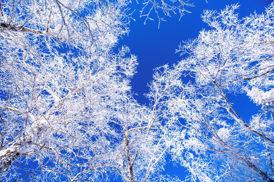 仰拍雪松