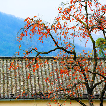 秋天装饰画