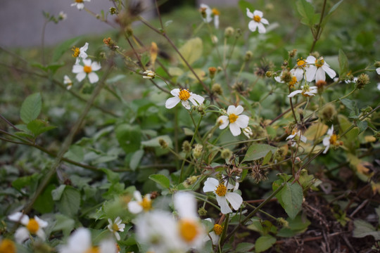 花丛中的马兰菊野花摄影照片