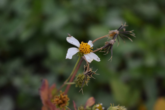 马兰菊白色小花和蒲公英种子
