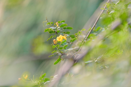 逆光黄花槐背景