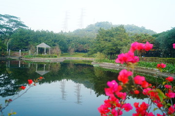 深圳寶安公園池塘美景