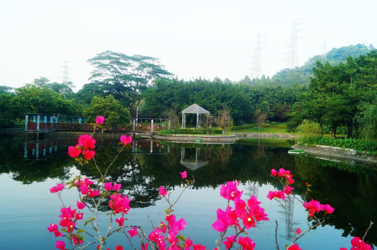 深圳宝安公园池塘美景