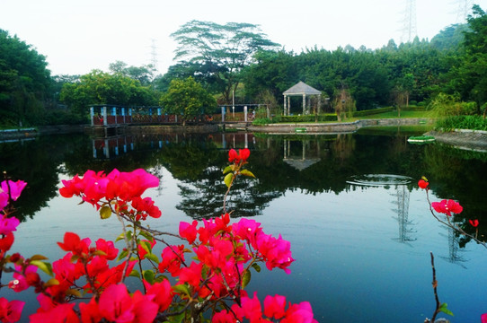 深圳寶安公園池塘美景