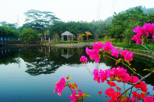 池塘鲜花美景