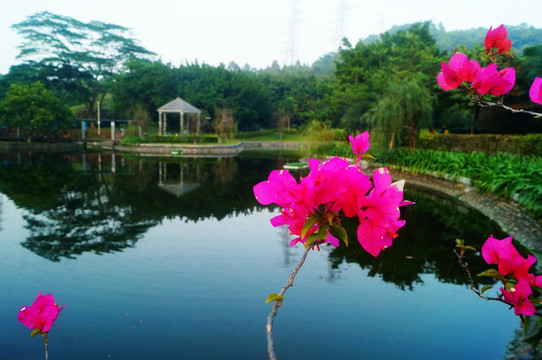 池塘鲜花美景