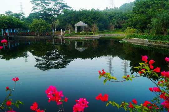 深圳宝安公园池塘美景