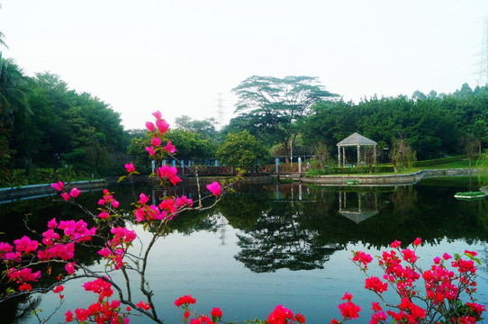 深圳寶安公園池塘美景