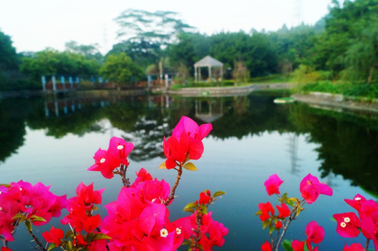 池塘鮮花美景