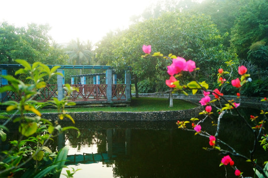 池塘鲜花美景