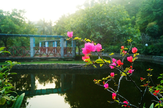 池塘鮮花美景